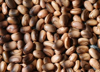 Lectina, você deve tirar essa proteína da dieta?